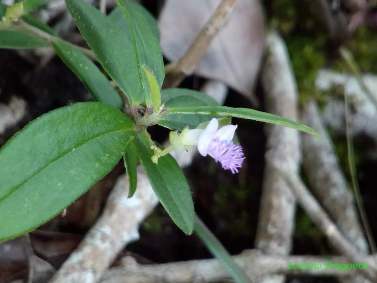 Polygala macrolophos Hassk.